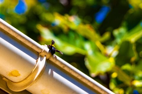 black,and,yellow,bee,bumblebee,wasp,insect,on,rain,gutter