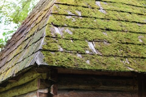 wooden,roof,with,moss,on,top.,old,wooden,tiles,covered